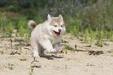 CHIEN FINNOIS DE LAPONIE 452